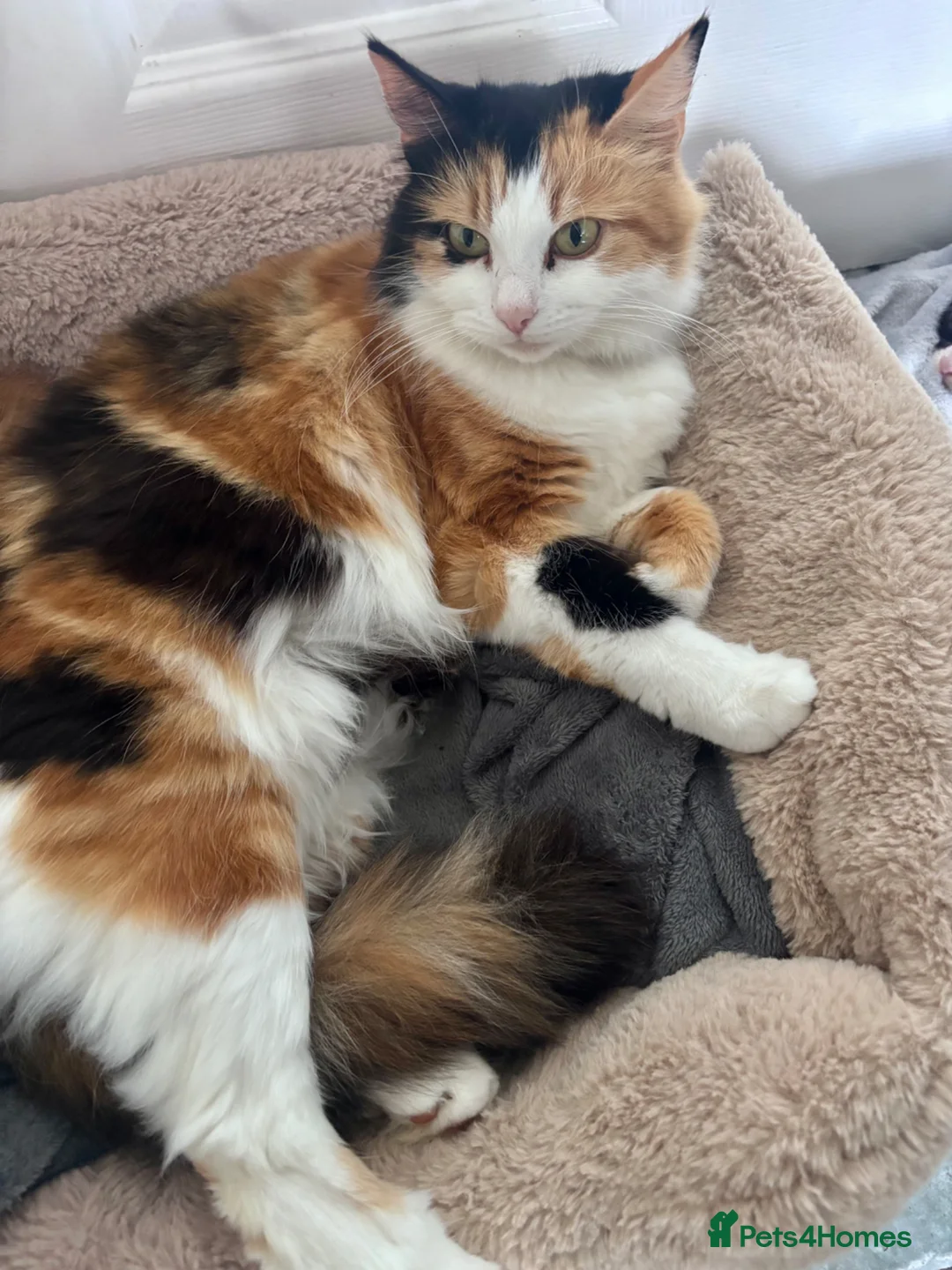 Mixed Breed cats for sale: Rare Maine Coon Siamese cross kittens 🐾  - Advert 2