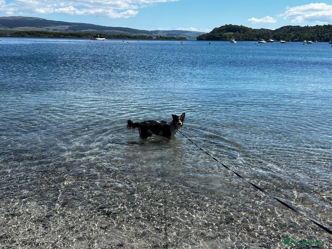 Mixed Breed dogs for sale: Jynx 1Yr4mnth Border Collie looking for right home - Advert 4