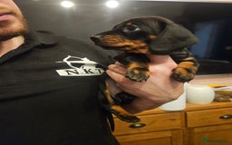 Miniature Dachshund dogs for sale: Miniature Dachshund puppies - Image 14
