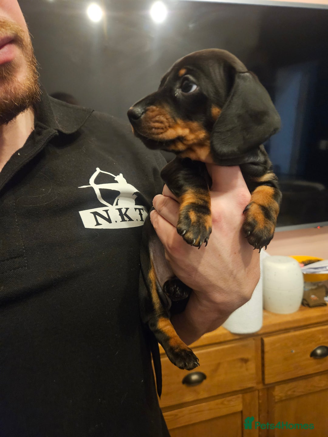 Miniature Dachshund dogs for sale: Miniature Dachshund puppies - Image 14
