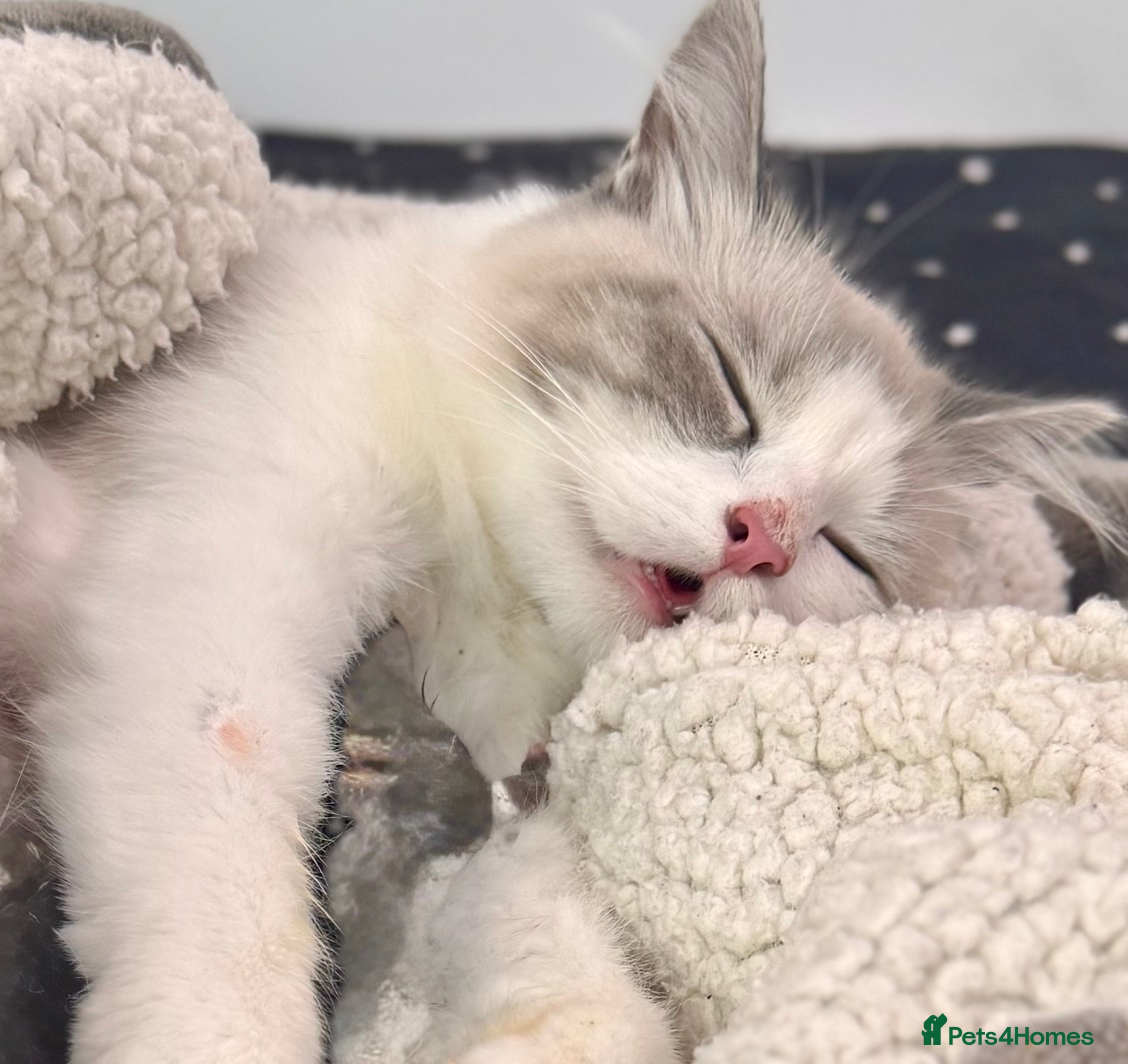 Siberian cats ✨ Stunning Siberian Neva Masquerade Kittens ✨ - Advert 1