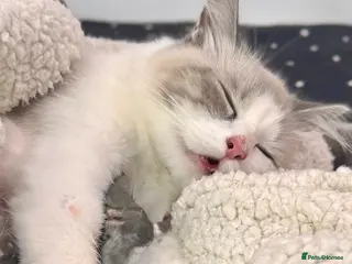 Siberian cats ✨ Stunning Siberian Neva Masquerade Kittens ✨ - Advert 1