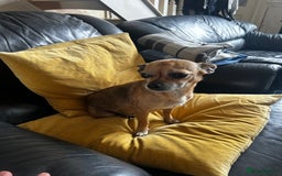 Chihuahua dogs for sale: 3 Gorgeous Chihuahua pups  - Image 7