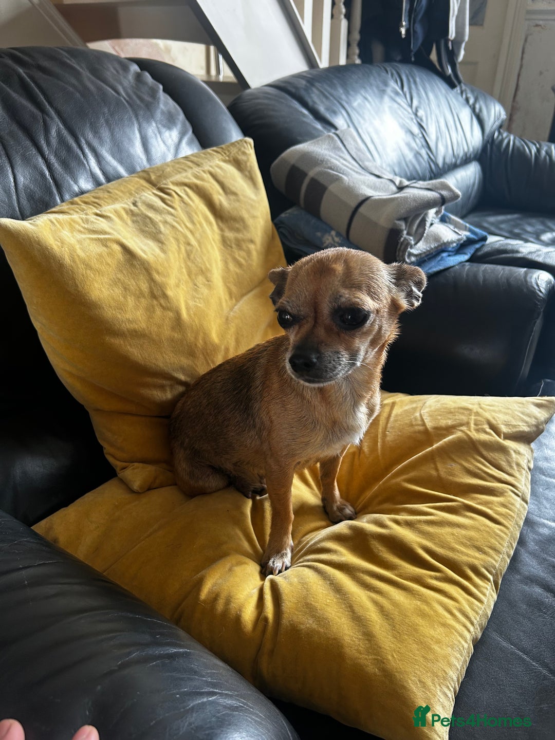 Chihuahua dogs for sale: 3 Gorgeous Chihuahua pups  - Image 7
