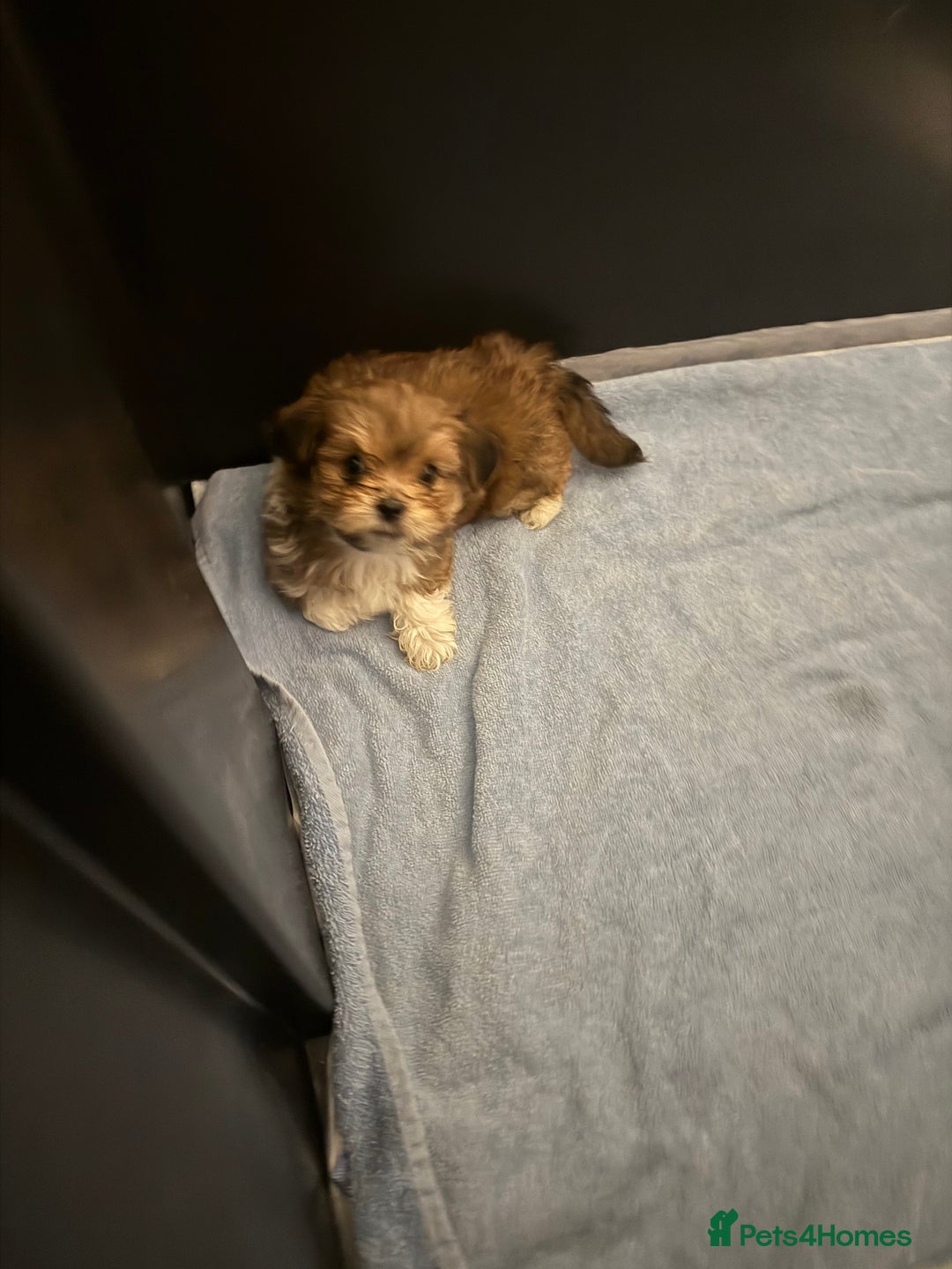 Lhasa Apso dogs for sale: Beautiful Lhasa apso pups - Advert 6