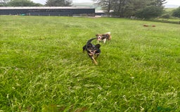 Border Collie dogs for sale: Lovely kelpie for sale❤️ - Image 2