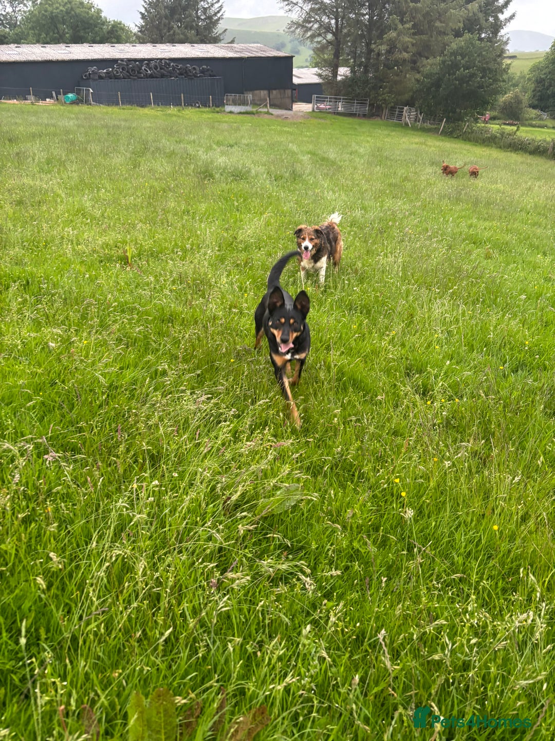 Border Collie dogs for sale: Lovely kelpie for sale❤️ - Image 2