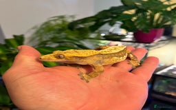Gecko reptiles for sale: Crested gheko  in Wokingham - Image 1