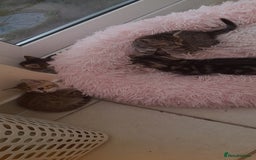 Mixed Breed cats for sale: Kitten looking for good House - Image 4
