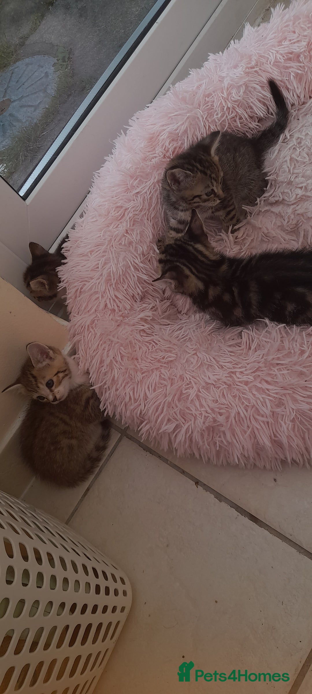 Mixed Breed cats for sale: Kitten looking for good House - Image 4
