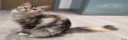 Maine Coon cats for sale: 🌟 1 Stunning Torbie girl left 🌟 TICA reg'd🌟 - Advert 23