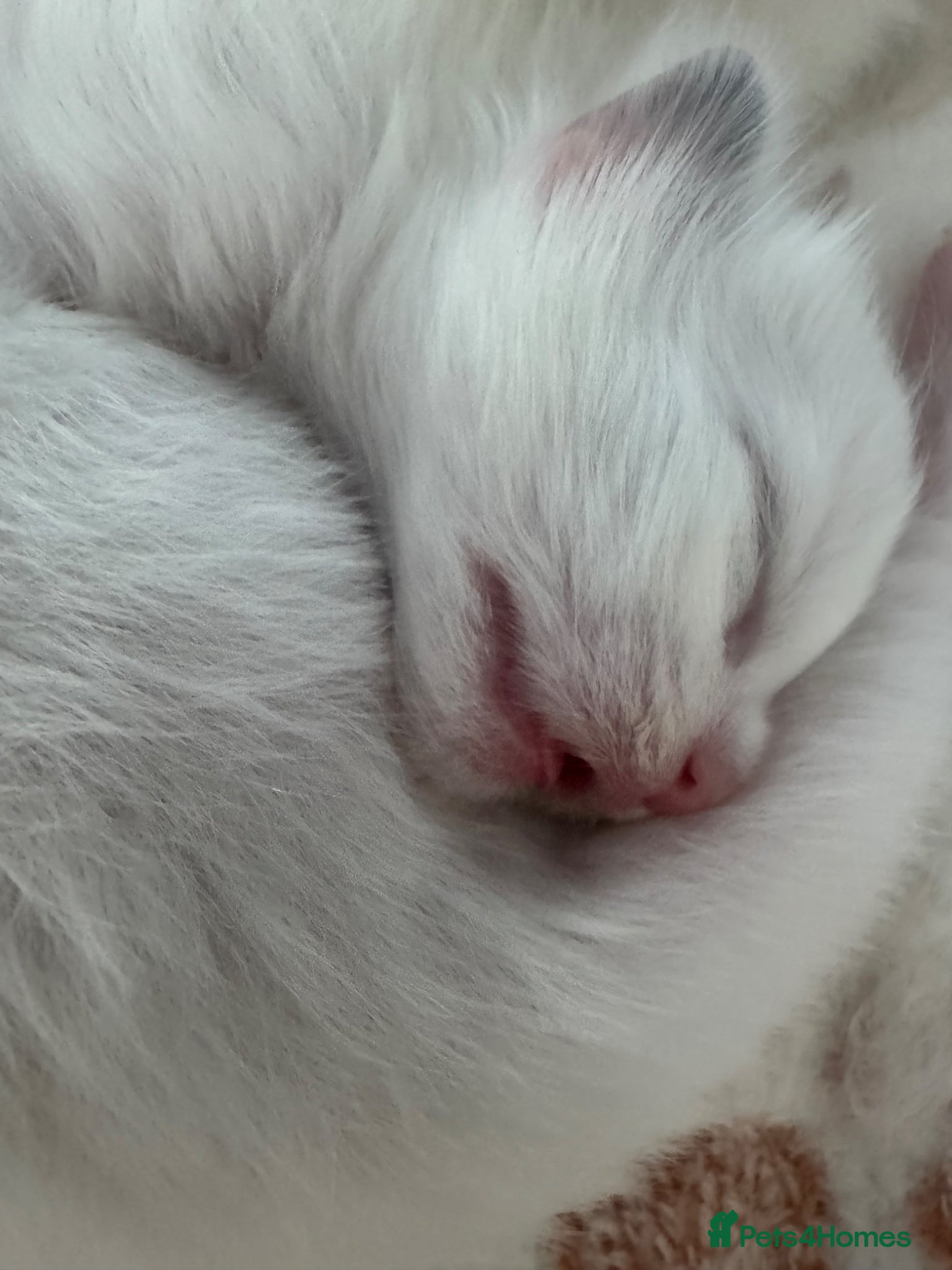 Ragdoll cats Stunning Bi-Colour Ragdoll Kittens – 7 Available   - Advert 2