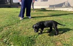 Labrador Retriever dogs for sale: Black Labrador Retriever - Image 7