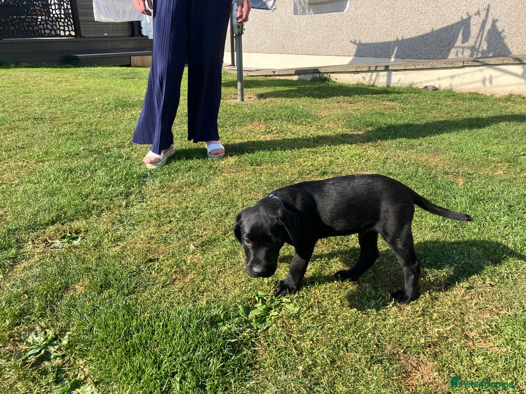 Labrador Retriever dogs for sale: Black Labrador Retriever - Image 7