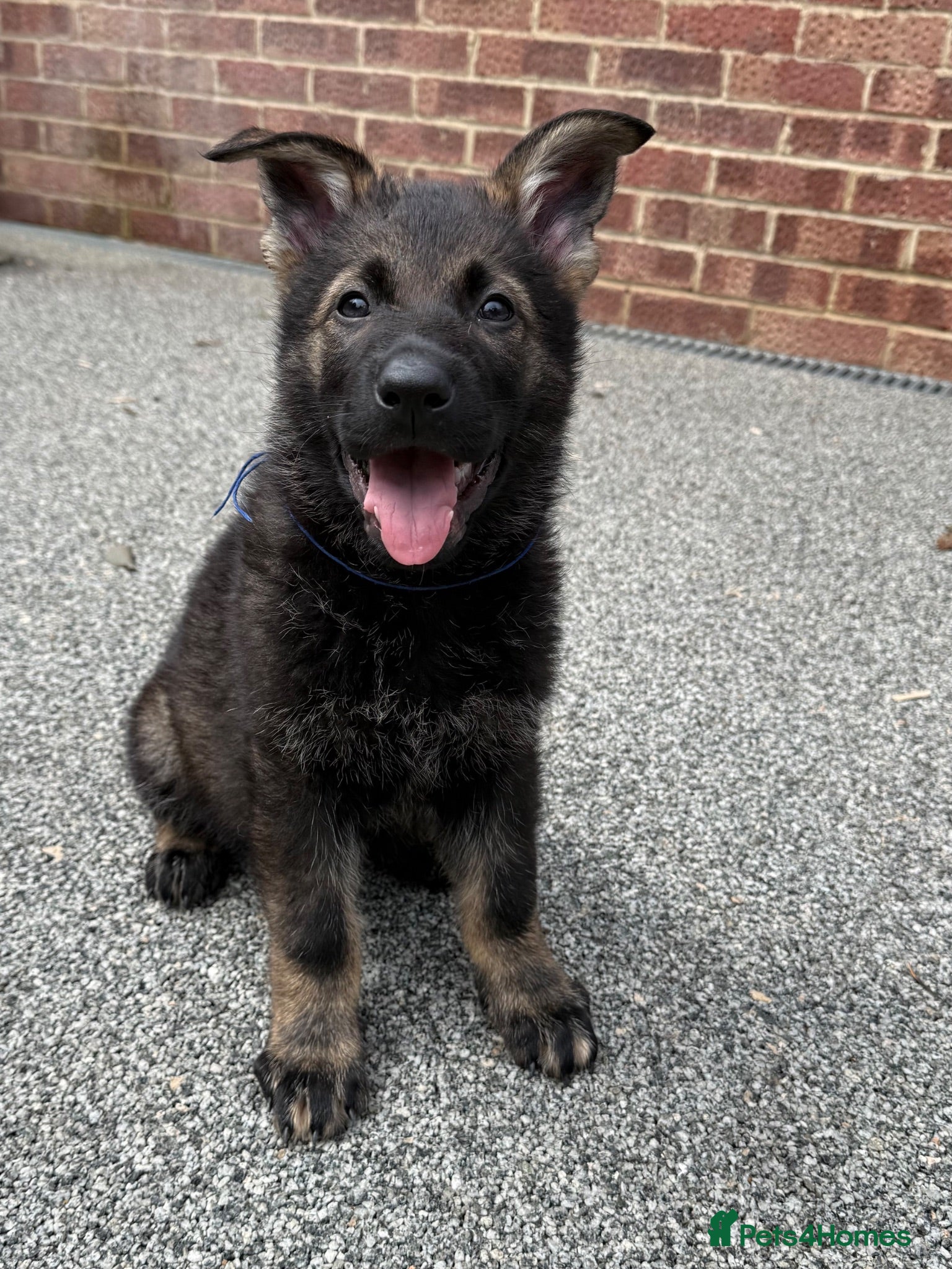 German Shepherd dogs Exceptional KC Reg Czech Working Line GSD Puppies - Advert 2
