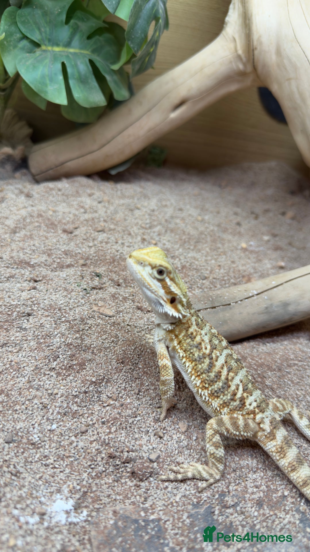 Dragon reptiles for sale: Beaded dragon  - Image 7
