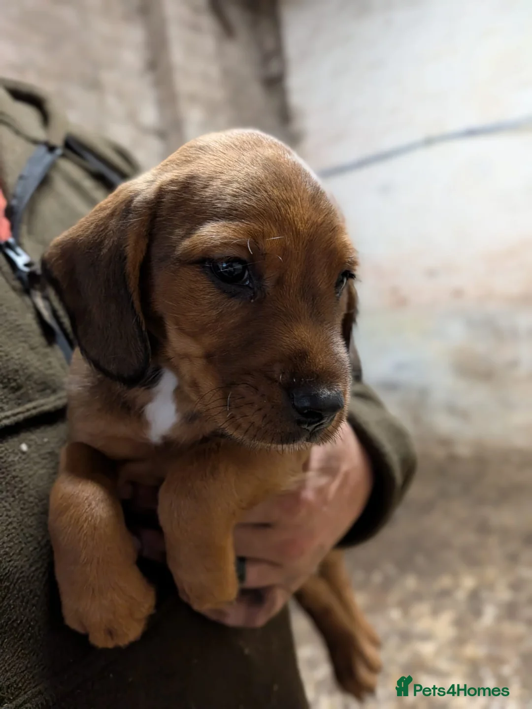 Mixed Breed dogs for sale: 4 beautiful springer x Lakeland puppies  - Advert 2