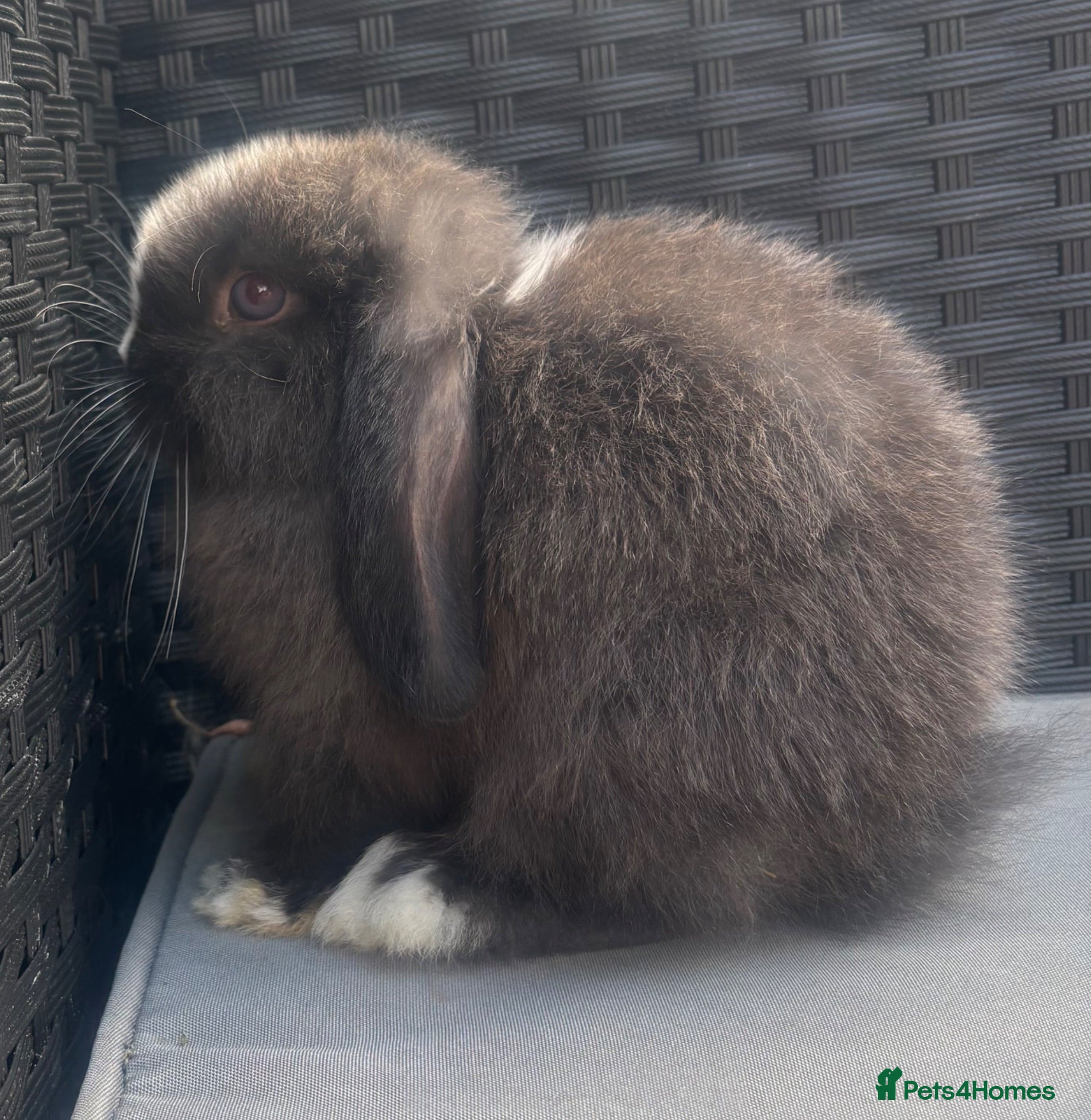 Mini Lop rabbits Pedigreed pure bred mini lops  - Advert 7