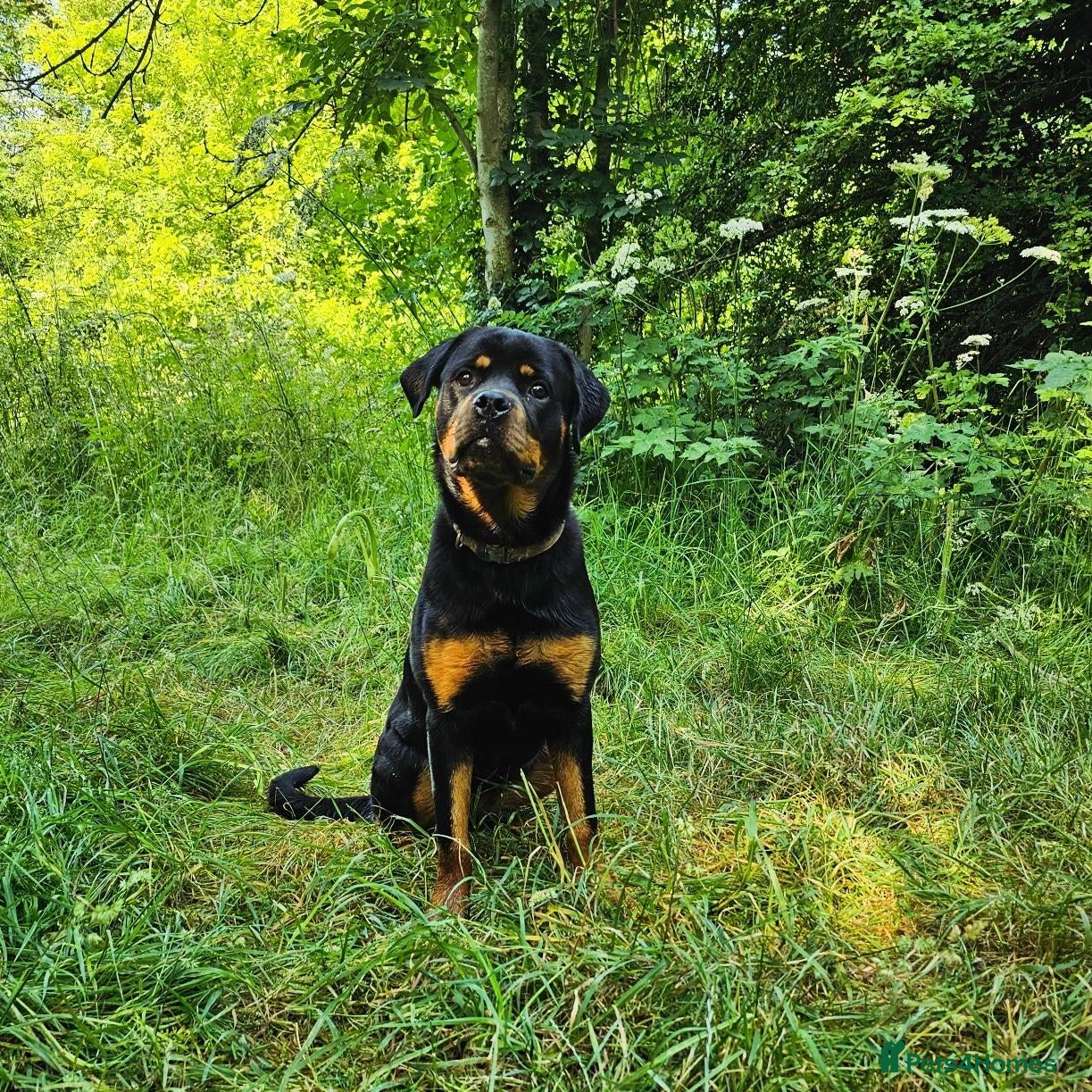 Rottweiler dogs Stunning KC chunky Rottweiler puppies for sale  - Advert 4
