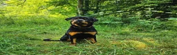 Rottweiler dogs for sale: Stunning KC chunky Rottweiler puppies for sale  - Advert 1