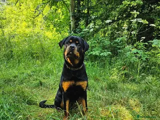 Rottweiler dogs Stunning KC chunky Rottweiler puppies for sale - Advert 4