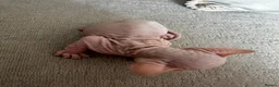 Sphynx cats for sale: Two male pink wrinkled Sphynx kittens  in Wirral - Advert 13