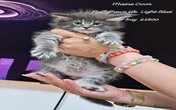 Maine Coon cats for sale: Maine Coons FluffyPaws.Uk  - Image 24