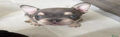 French Bulldog 4