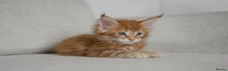 Maine Coon cats for sale: 5 Beautiful Russian Import Kittens TICA - Advert 2