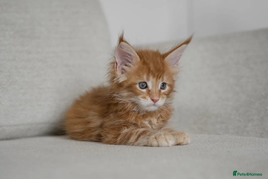 Maine Coon cats for sale: 5 Beautiful Russian Import Kittens TICA - Advert 2