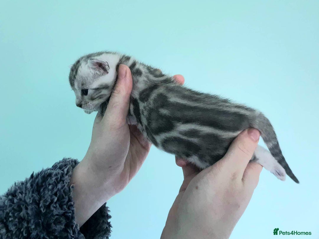 Bengal cats for sale: Snow, Silver & Brown Clouded Top Quality Bengals - Advert 10