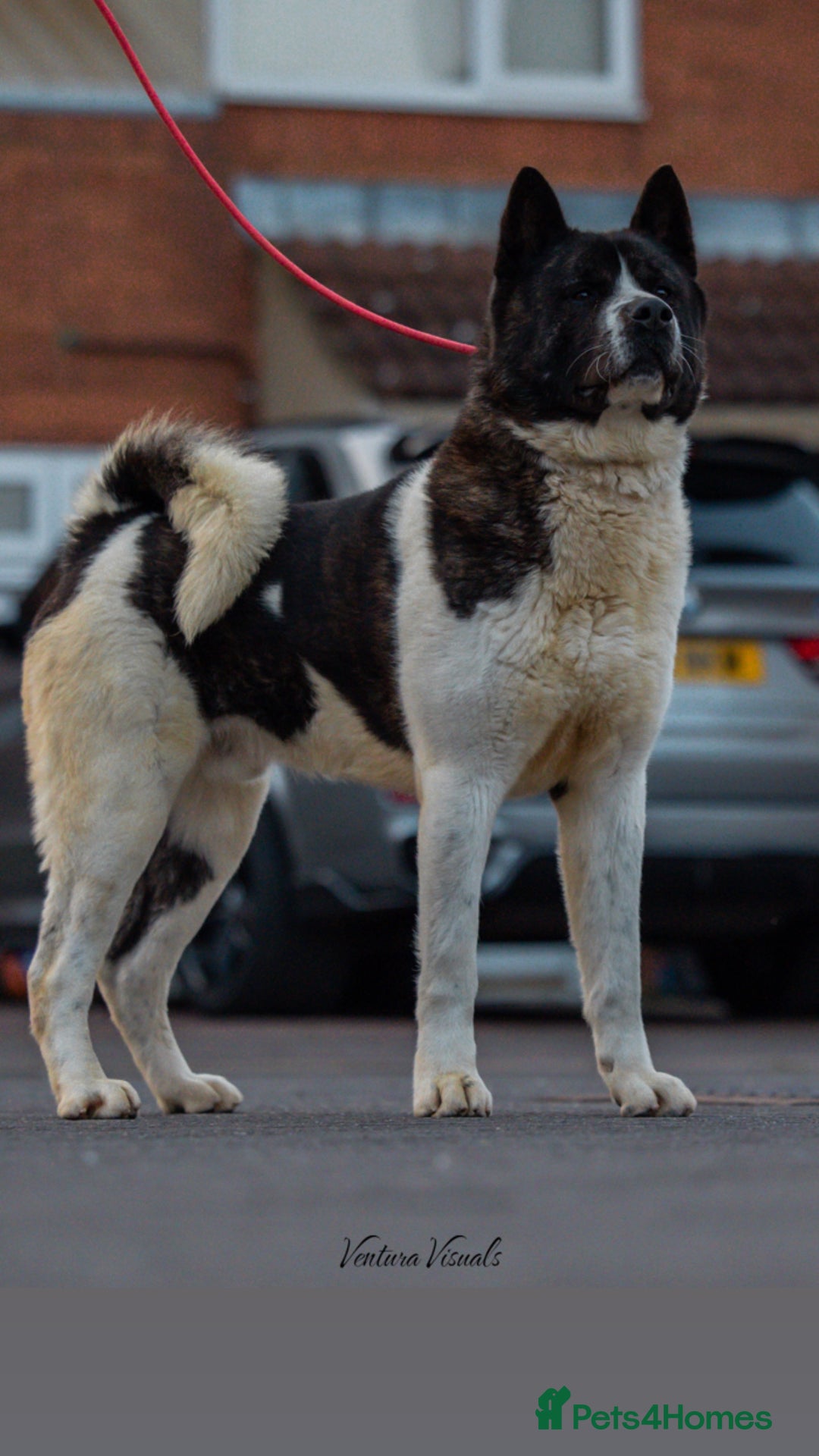 Akita dogs for stud: American Akita  in Luton - Image 1