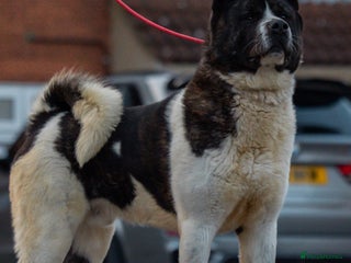 Akita dogs in Luton - Advert 8
