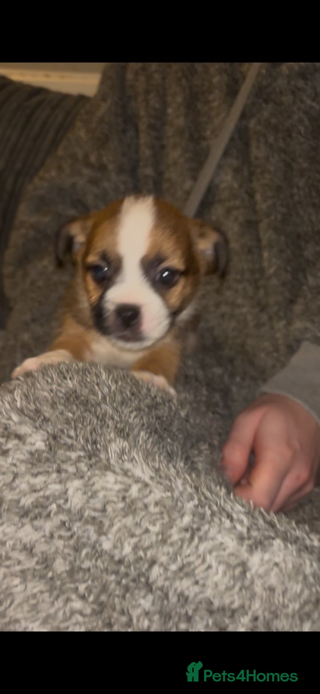 Mixed Breed dogs for sale: Very adorable Shih tzu for sale , 2 boys and 1girl - Advert 4