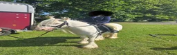 Irish Cob horses for sale: Stunning future show pony - Advert 2