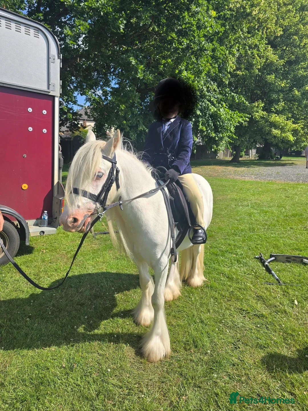 Irish Cob horses for sale: Stunning future show pony - Advert 2