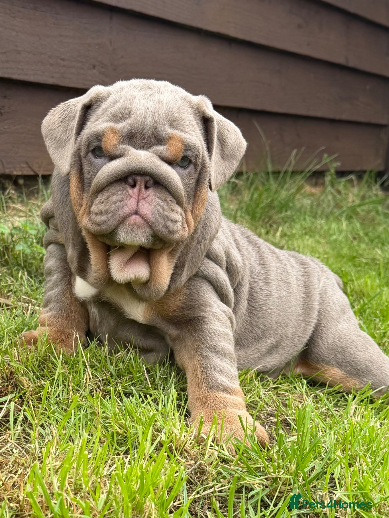 English Bulldog dogs Top Tier KC English Bulldog Puppies🐶 - Advert 1