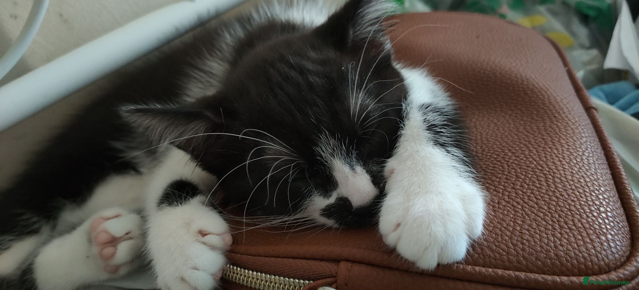 Mixed Breed cats Female Kitten looking for a loving home - Advert 12