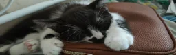 Mixed Breed cats for sale: Female Kitten looking for a loving home - Advert 1