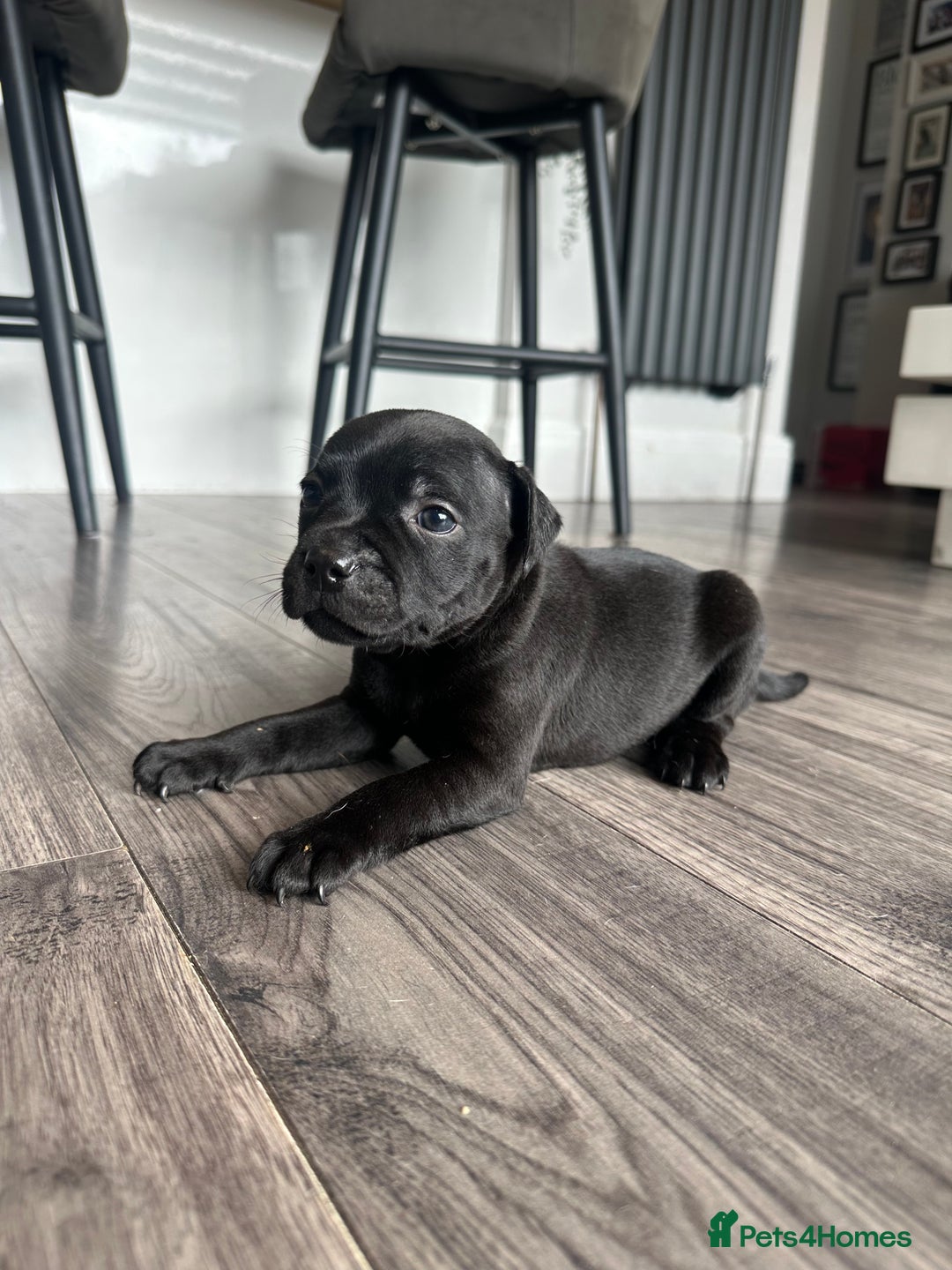 Staffordshire Bull Terrier dogs for sale: 🔥 Stunning Staffordshire Bull Terriers 🔥 - Image 12