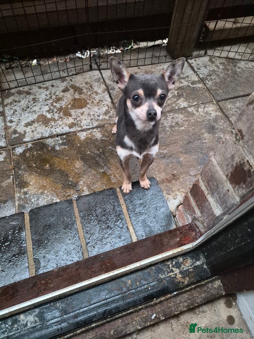 Chihuahua dogs for sale: Beautiful tri lilac boy Chihuahua  - Advert 2