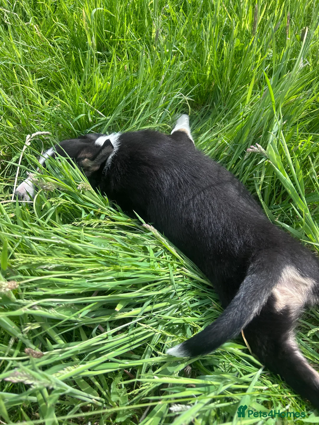 Mixed Breed dogs for sale: Beautiful tri colour border collie pups - Advert 27