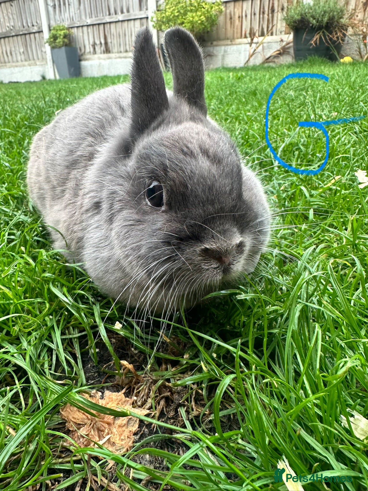 Netherland Dwarf rabbits Netherland Dwarf Rabbits For Sale - Advert 2