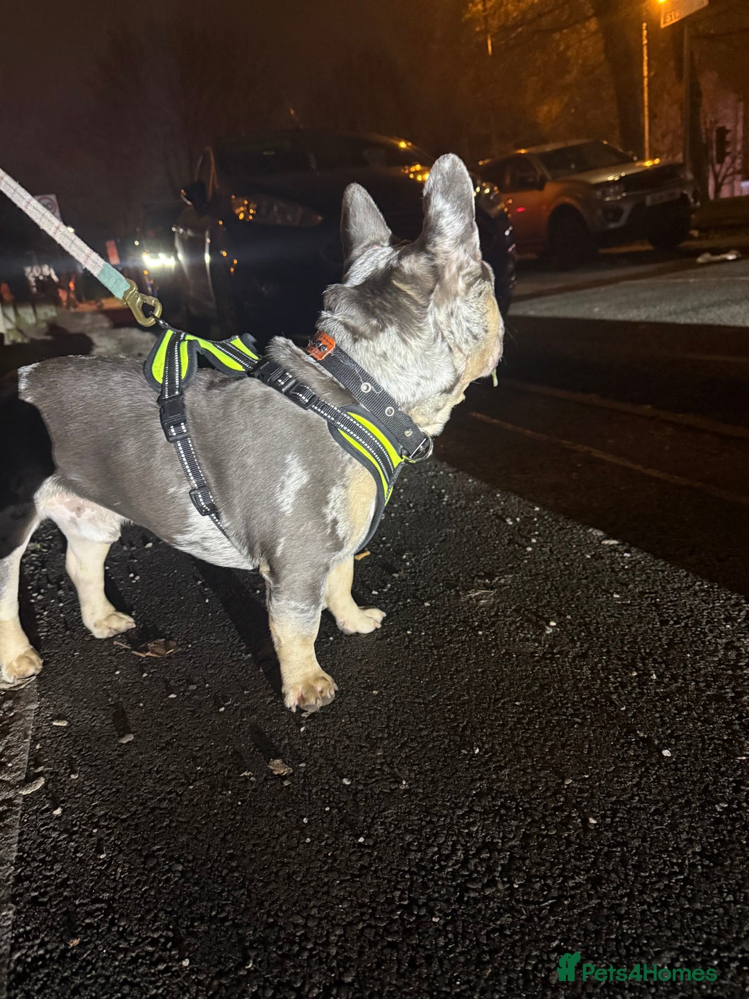 French Bulldog dogs for sale: Male French bulldog  - Advert 2