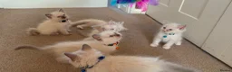 Ragdoll cats for sale: Purebred Ragdol Kitten - DNA Verified 100% - Advert 22