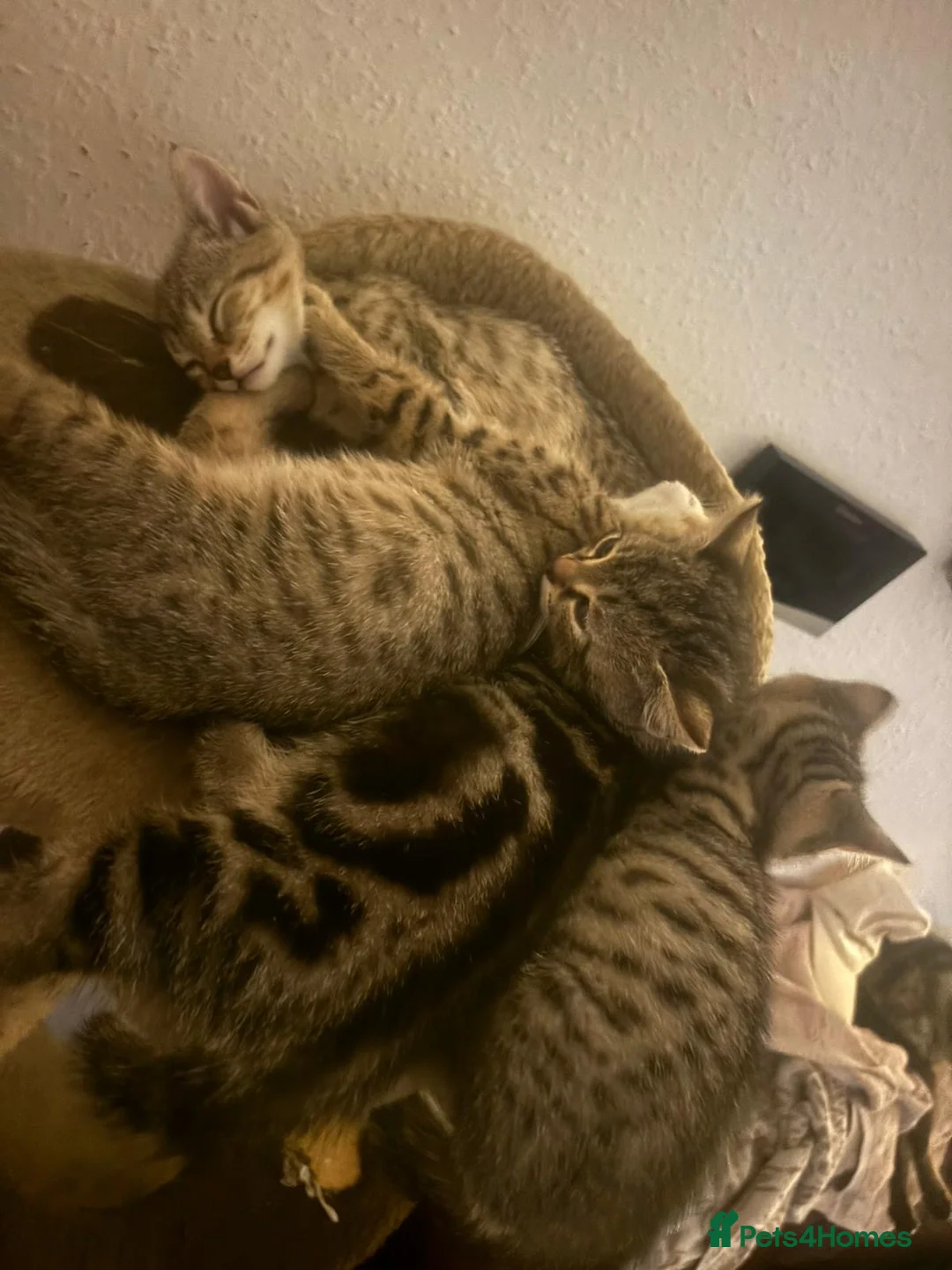 Domestic Shorthair cats for sale: 2 male 2 female tabby kittens ready to leave now - Advert 8