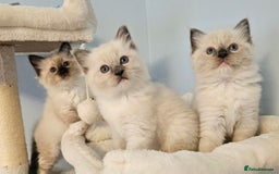 Ragdoll cats for sale: Stunning Ragdoll kittens  - Image 7