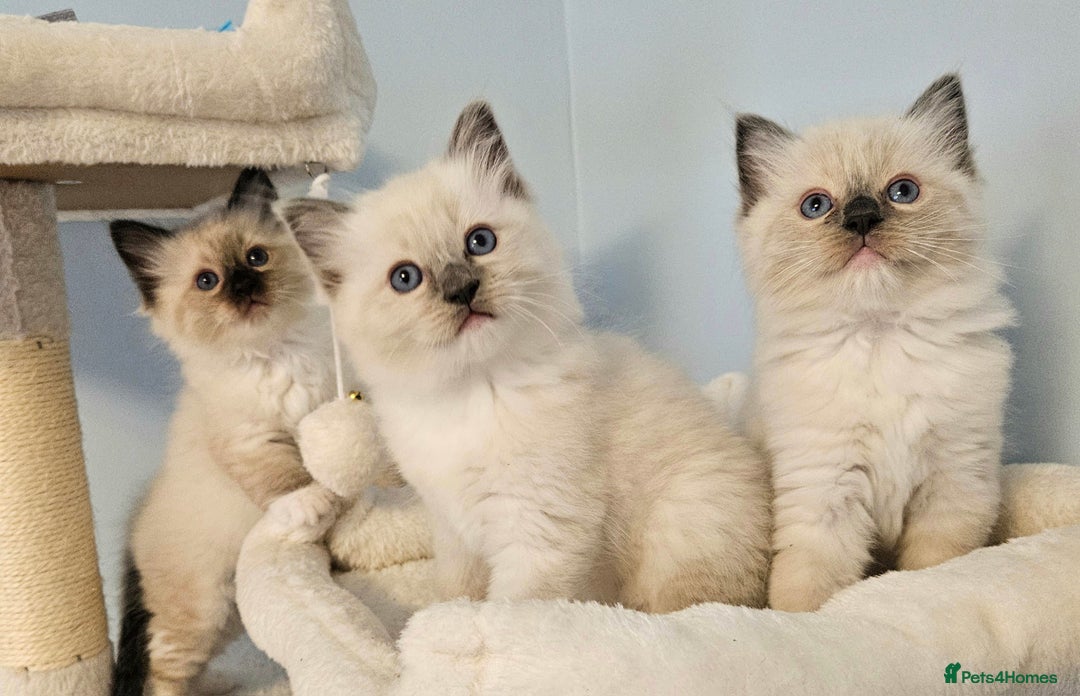 Ragdoll cats for sale: Stunning Ragdoll kittens  - Image 7