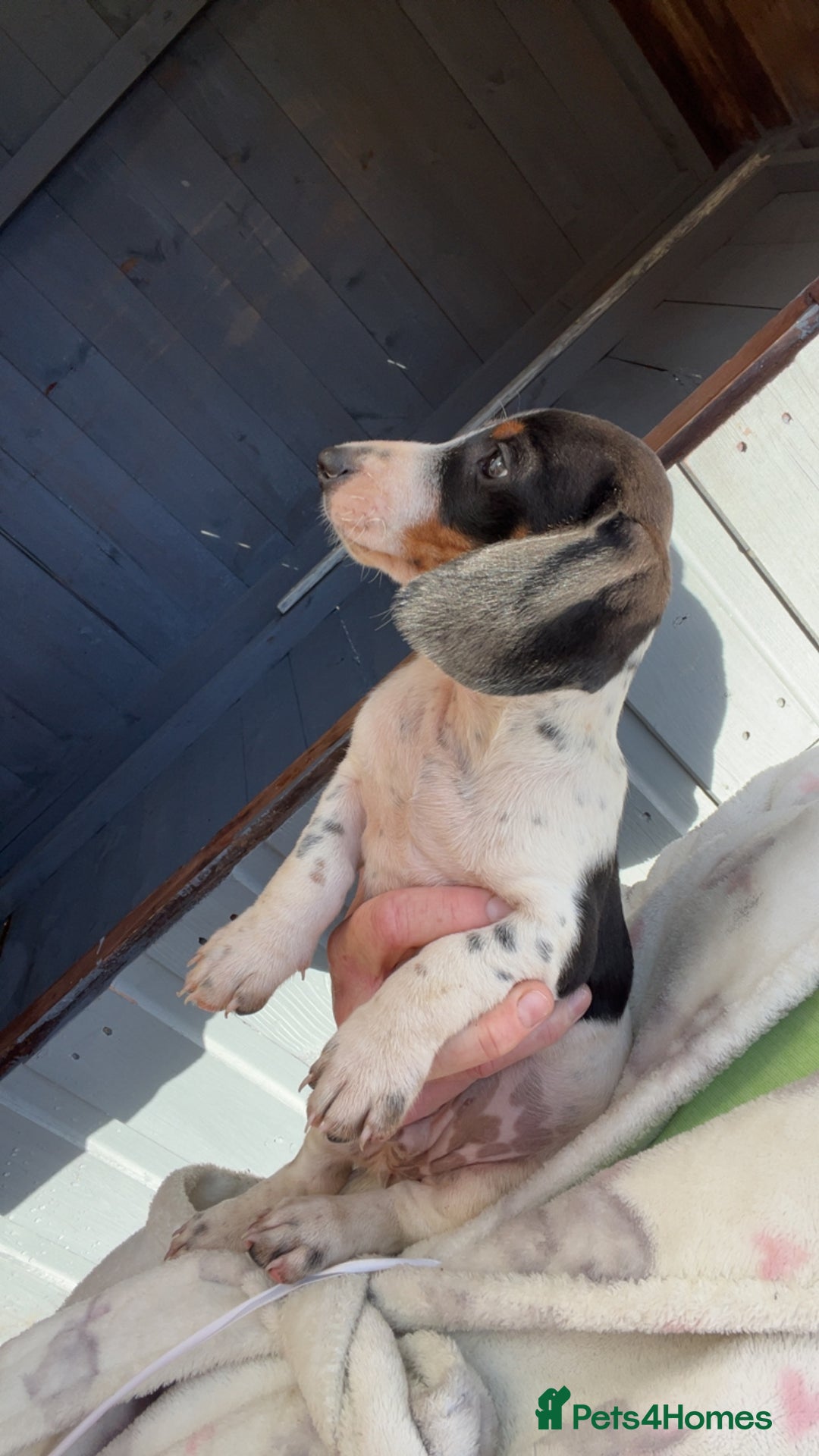 Dachshund dogs for sale: Dachshund puppie - Image 4