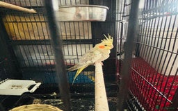Cockatiels birds for sale: M r.    - Image 1